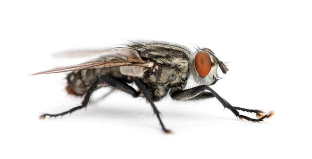 Vista lateral de una mosca de la carne, Sarcophagidae, aislado en blanco