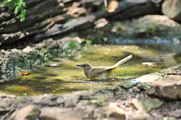 Foto vista lateral de un pájaro en el agua