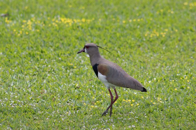 Foto vista lateral de un pájaro en el campo