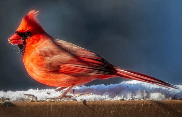 Foto vista lateral de un pájaro contra el cielo