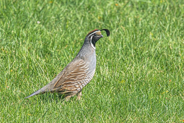 Foto vista lateral de un pájaro en la hierba