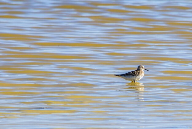 Foto vista lateral de un pájaro en el lago