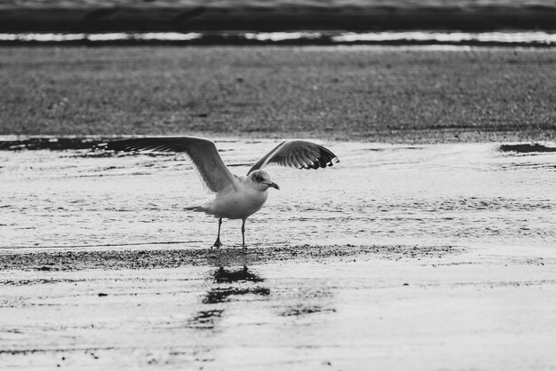 Foto vista lateral de un pájaro en la playa