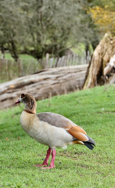 Foto vista lateral de un pato en el campo