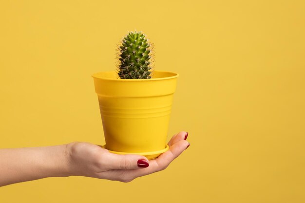 Vista lateral del perfil primer plano de la mano de la mujer sosteniendo cactus en una olla que muestra la planta verde