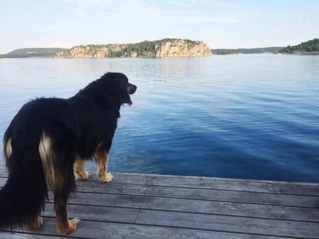 Foto vista lateral del perro por el lago contra el cielo