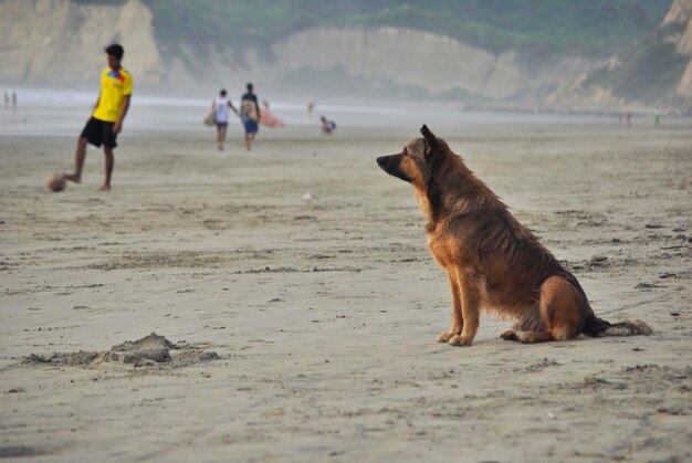 Vista lateral de un perro marrón sentado en la playa