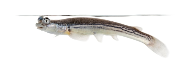 Vista lateral del pez de cuatro ojos emergiendo, aislado en blanco