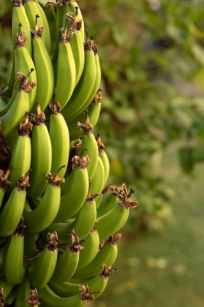 Vista lateral de plátanos verdes. Plátanos en un árbol de plátano