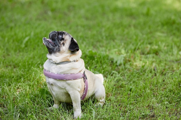 Vista lateral retrato de cuerpo entero de lindo perro pug sentado sobre hierba verde en el parque y mirando hacia arriba copia sp