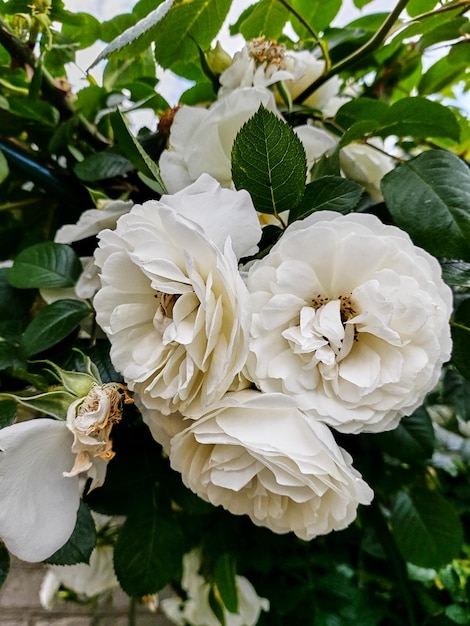 Vista lateral de las rosas blancas que se desvanecen en primer plano Pétalos blancos que caen Tres grandes inflorescencias Hermoso fondo natural para el diseño