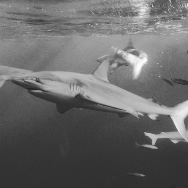 Foto vista lateral de un tiburón bajo el agua