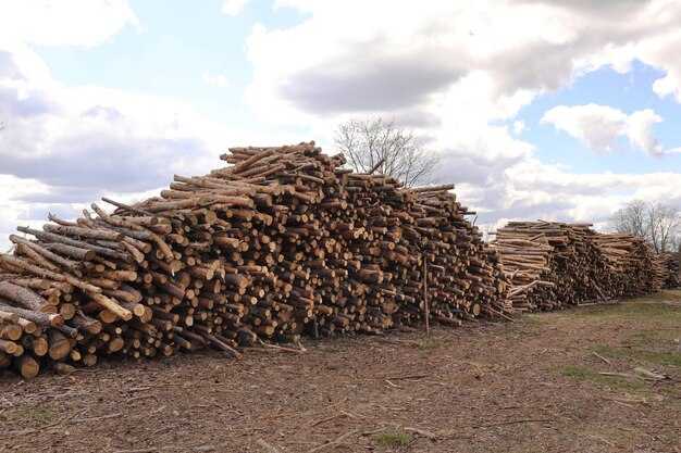 Vista lateral de los troncos de pinos de madera comercial después de la tala de bosques de deforestación no controlada enfoque selectivo