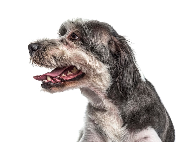 Vista lateral de un viejo perro cruzado gris jadeando y mostrando su diente