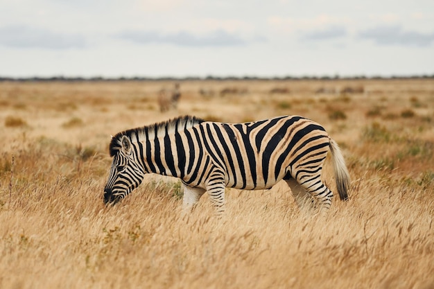 Vista lateral Zebra na vida selvagem durante o dia