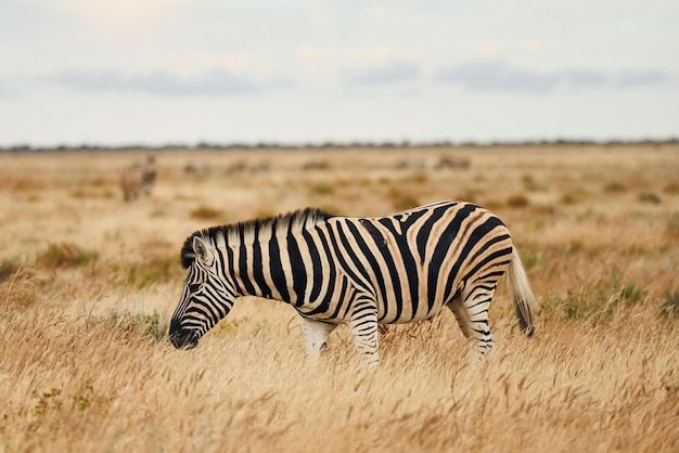 Vista lateral Zebra en la vida silvestre durante el día