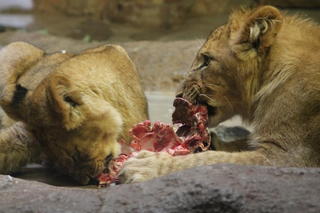 Foto vista del león comiendo