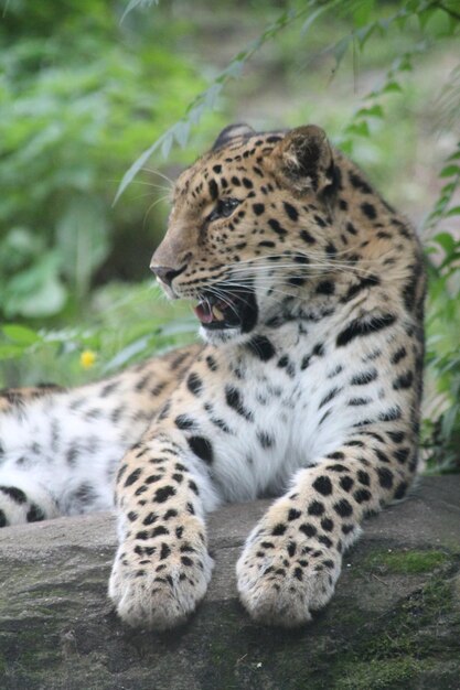 Vista de un leopardo