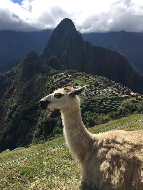 Foto vista de una llama en el paisaje montañoso