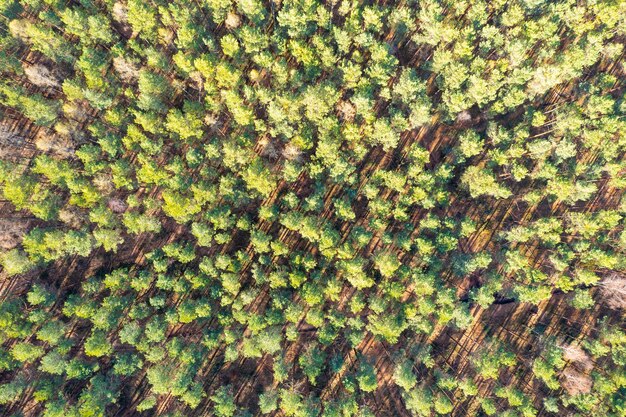 Vista desde lo alto del bosque Ecosistema forestal y concepto de medio ambiente saludable