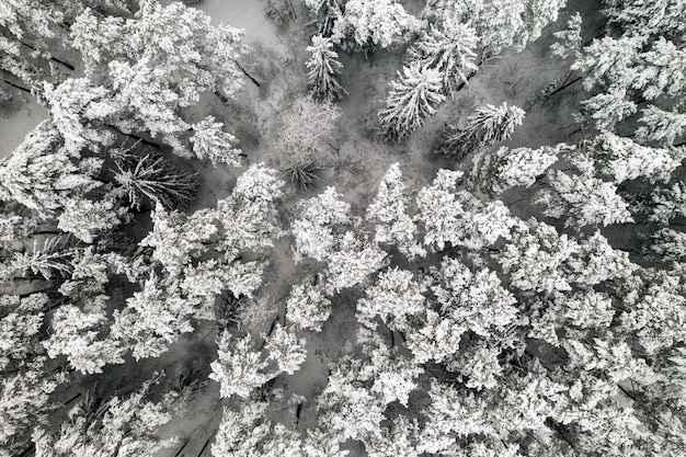 Vista desde lo alto del bosque de invierno con árboles cubiertos de nieve en invierno.