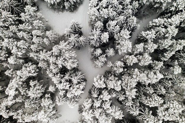 Vista desde lo alto del bosque de invierno con árboles cubiertos de nieve en invierno.