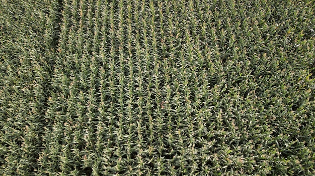 La vista desde lo alto de un campo verde de maíz