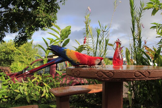 Foto vista de un loro en un árbol