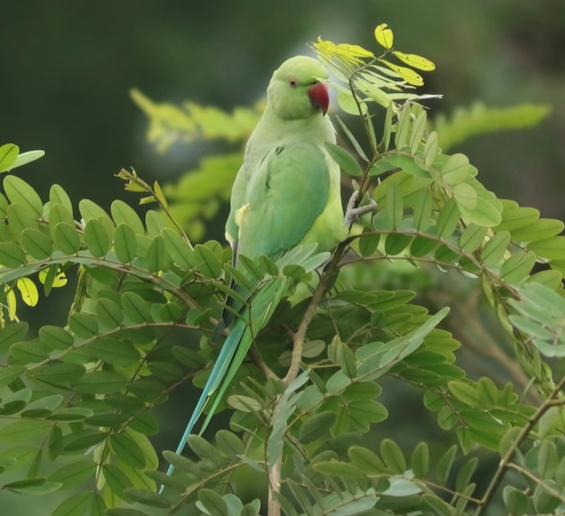 Foto vista de un loro en un árbol