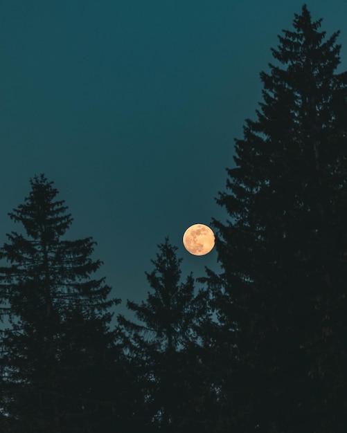 Foto vista de la luna en el bosque desde un ángulo bajo