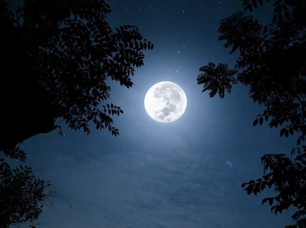 Vista de la luna llena a través de la silueta del árbol