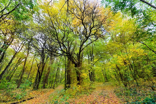 Vista de la luz del día al bosque verde en el comienzo del otoño