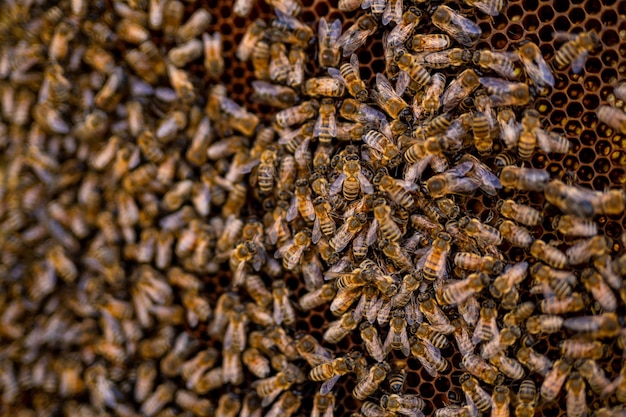 Vista macro de colmenas de abejas Panales de insectos naturales