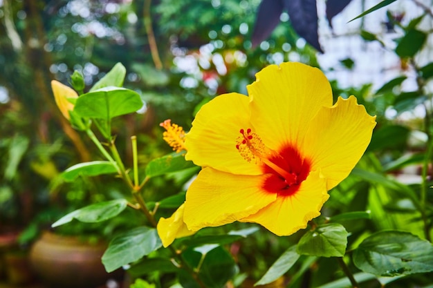 Vista macro de flor amarela vibrante com centro vermelho e plantas desfocadas no fundo