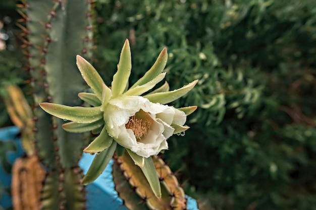 Vista macro de la flor de cactus de color blanco en México