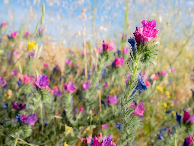 Vista macro de una flor silvestre púrpura (Echium plantagineum) sobre un fondo desenfocado de flores de colores que dan una sensación de pintura al óleo