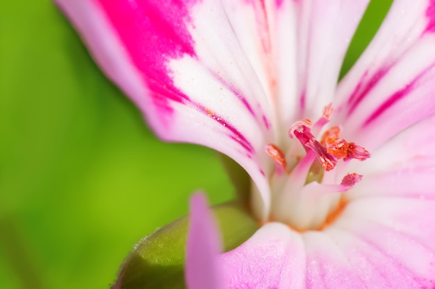 Vista macro de un geranio rosa