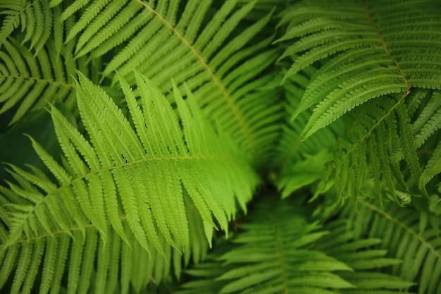 Vista macro del helecho verde