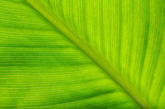 Vista macro de hoja verde