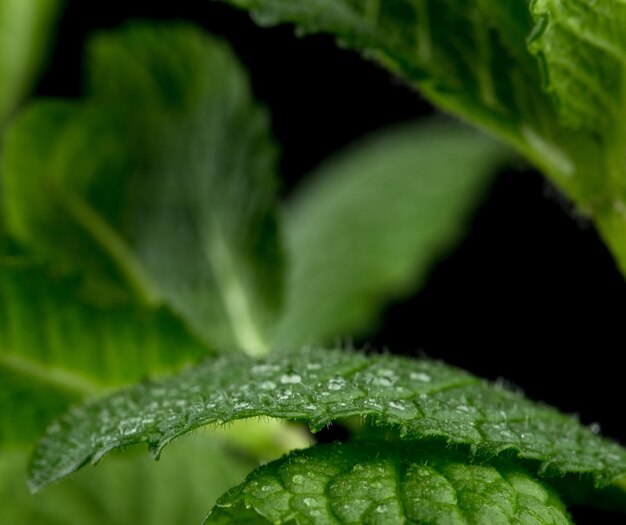 Vista macro de hojas de menta fresca