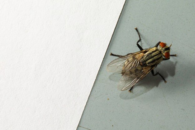 Foto una vista macro de una mosca doméstica en reposo en un piso de azulejos con espacio de copia blanco