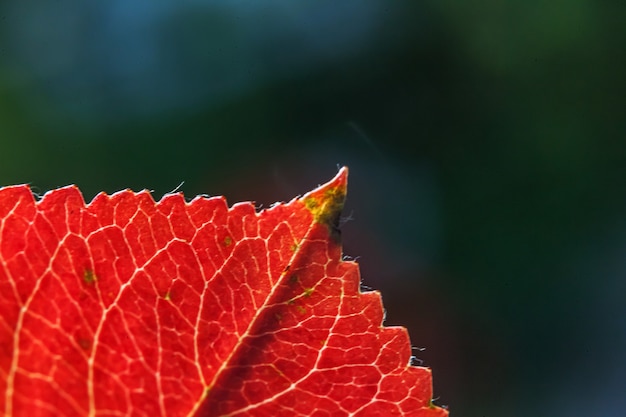 Vista macro natural de la caída del otoño del primer del resplandor anaranjado rojo de la hoja en el sol en fondo verde borroso en jardín o parque. Naturaleza inspiradora papel tapiz de octubre o septiembre. Concepto de cambio de estaciones.