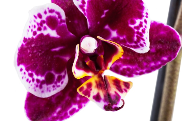 Foto vista macro de la orquídea phalaenopsis