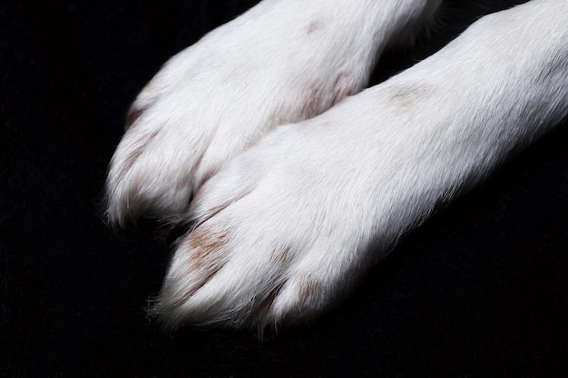 Foto vista macro en las patas de un perro en el estudio sobre un fondo negro