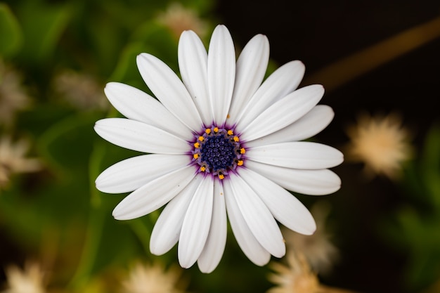 Vista macro de pétalos de flores blancas y fondo desenfocado