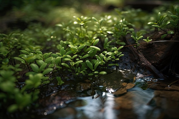 Una vista macro de plantas verdes en un arroyo poco profundo