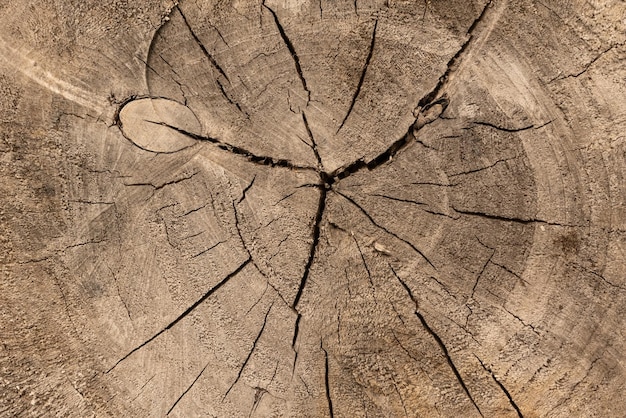 Vista macro de primer plano de la sección del árbol de madera cortada al final con grietas y anillos anuales Textura orgánica natural con superficie agrietada y áspera Superficie plana de madera con anillos anuales