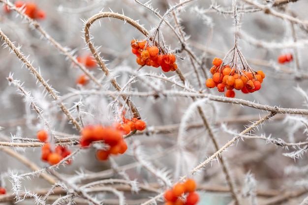 Vista macro de las ramas de los árboles de rosas guelder con escarcha de aguja