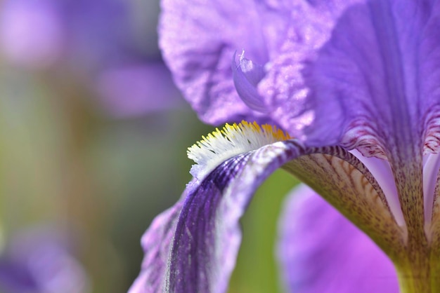 Vista macro sobre pistilos de hermoso iris púrpura que florece en un jardín