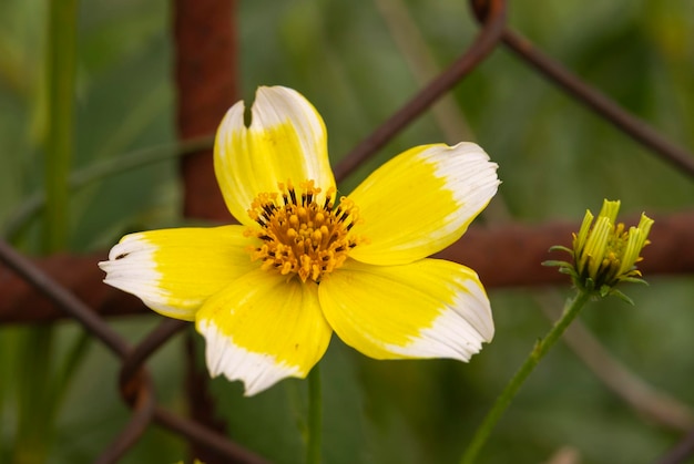 Vista macro de una sola flor de bidens laevis